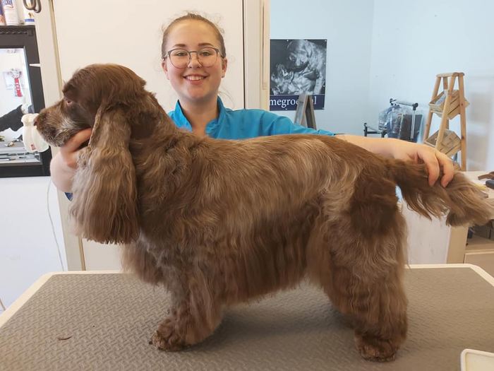 Dezelfde Engelse cocker spaniel na het plukken en afwerken