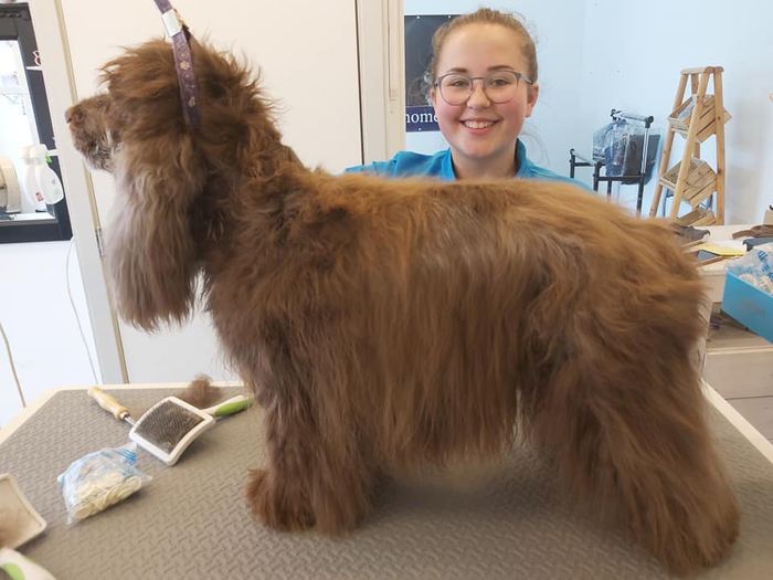 Een bruine Engelse cocker spaniel voor de behandeling