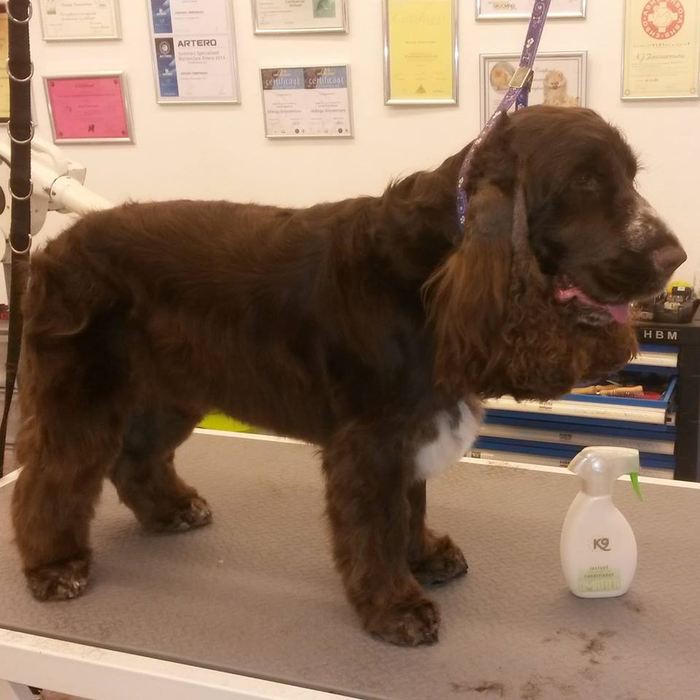 Bruine Engelse cocker spaniel staat in model op de trimtafel