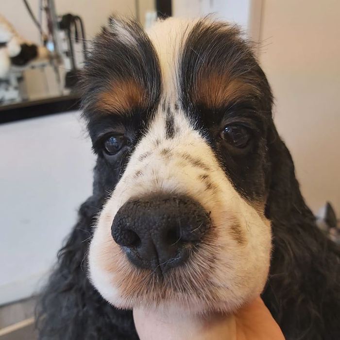 Kop van een bruin met witte Engelse cocker spaniel na de trimbeurt