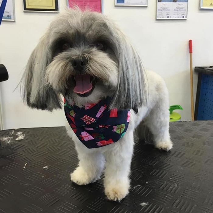 Shih tzu met bandana staat op de trimtafel