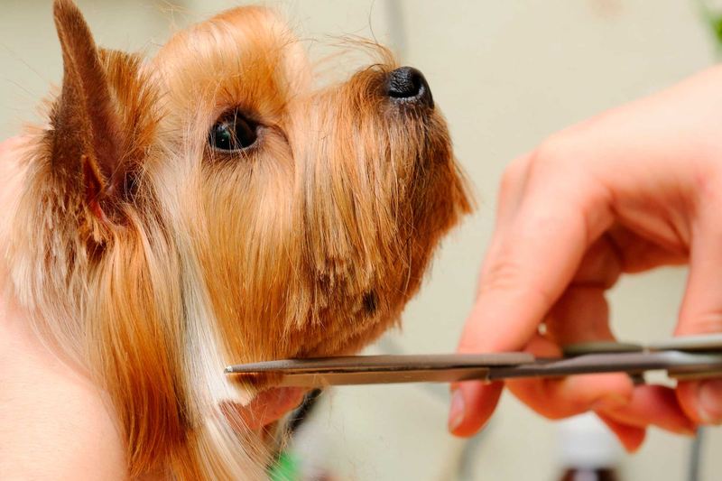 Een hond wordt met de schaar in model geknipt