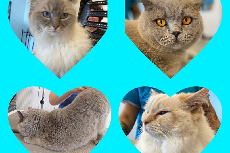 Twee katten die eerder in de salon zijn verzorgd