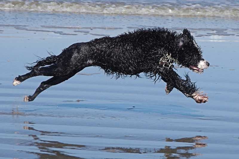 Een Portugese waterhond rent door het ondiepe water op het strand